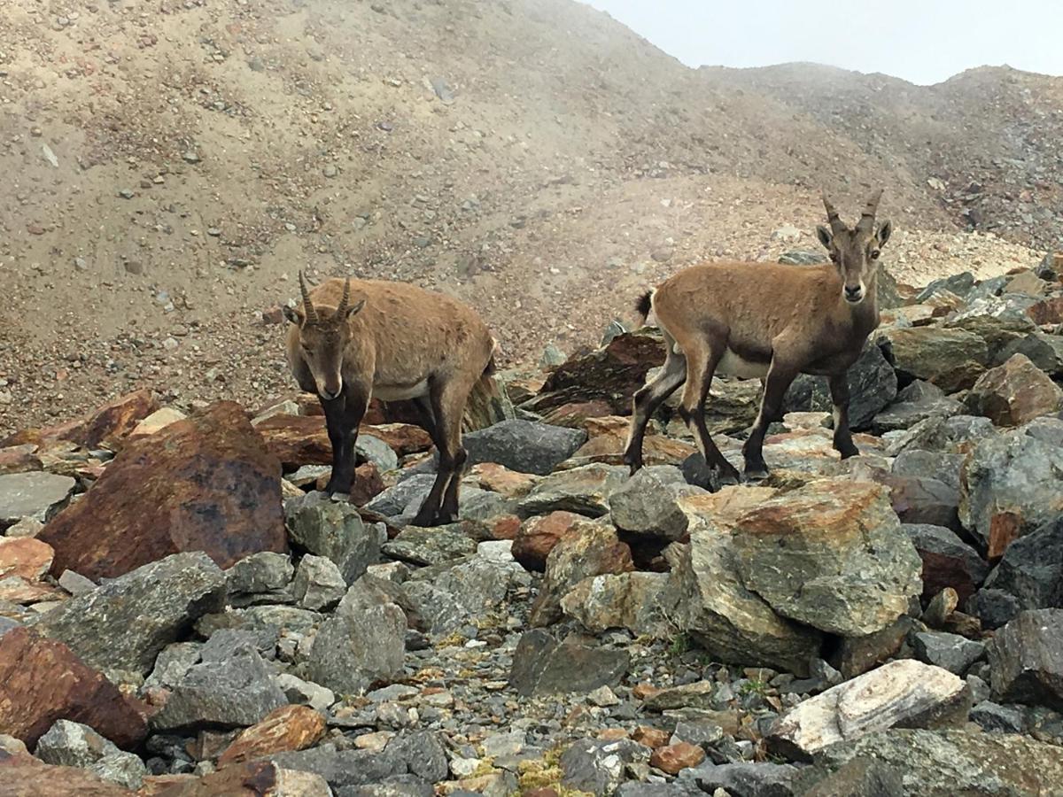 Fizhome Mt Blanc Passy  Bagian luar foto